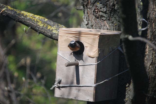 Avifauna humor